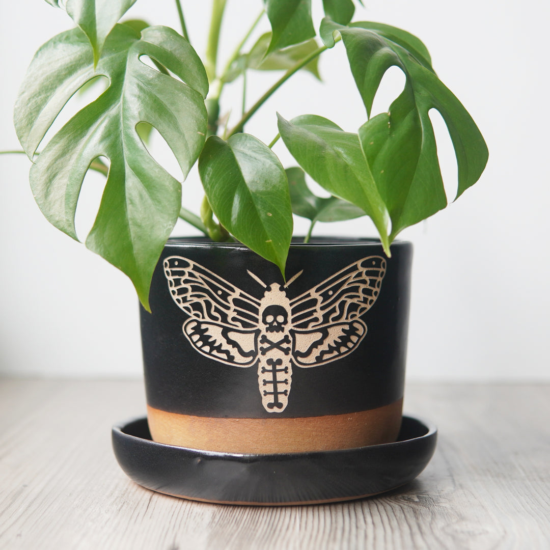 Deaths Head Hawkmoth Plant Pot, Spooky Insect Planter with drainage + saucer