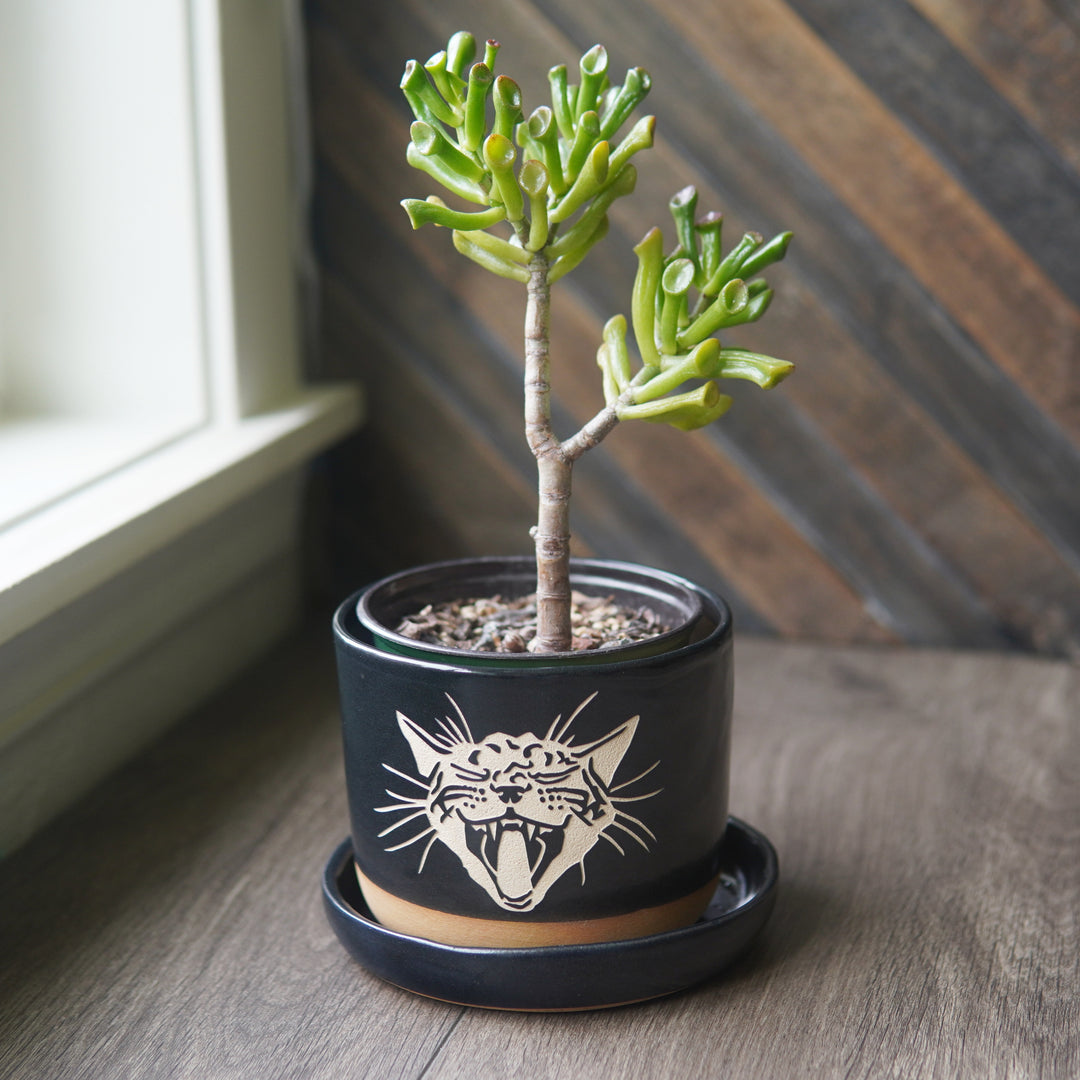 Screaming Cat Farmhouse Planter with Saucer