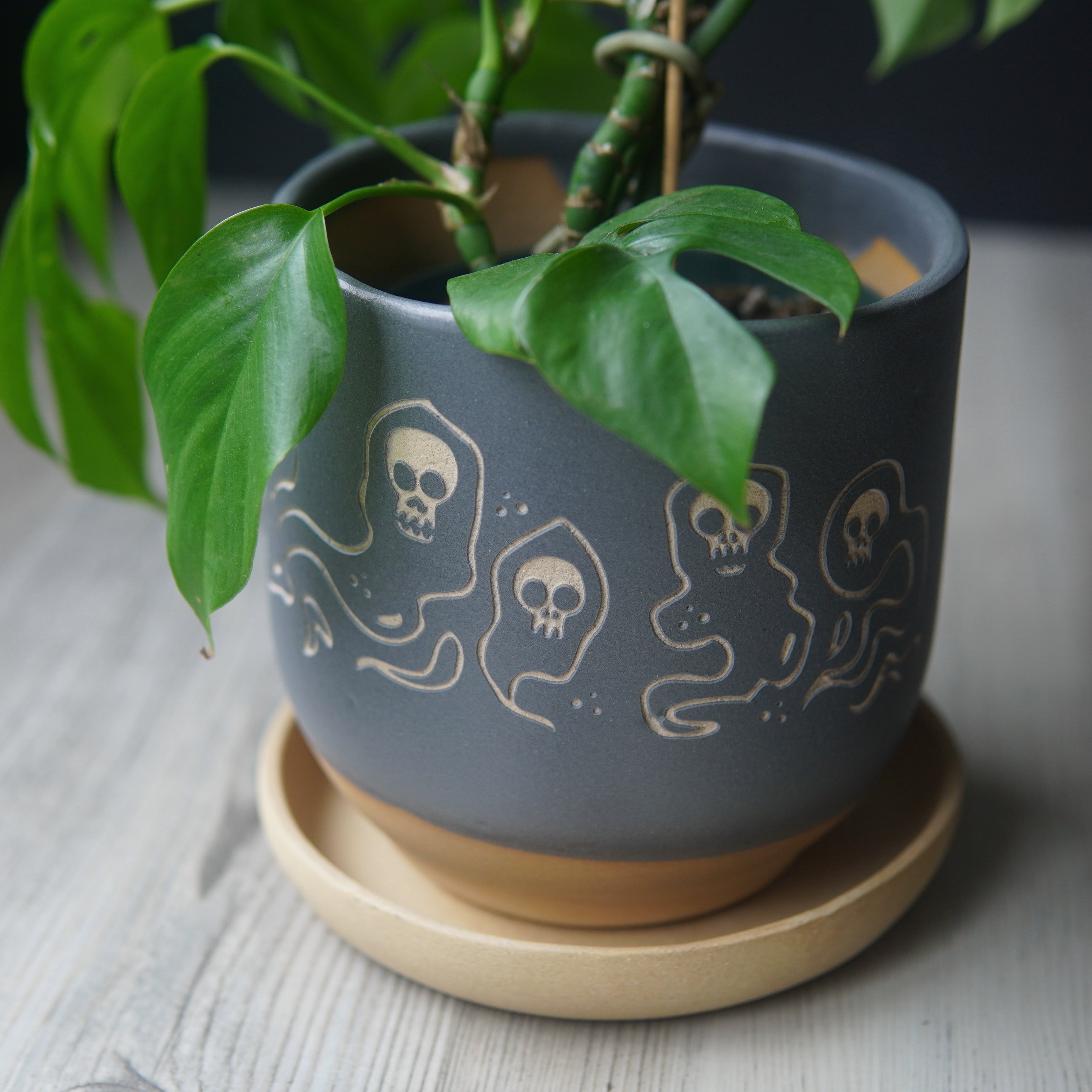 Gray pot with skull ghost designs on a wooden saucer, containing a green plant.