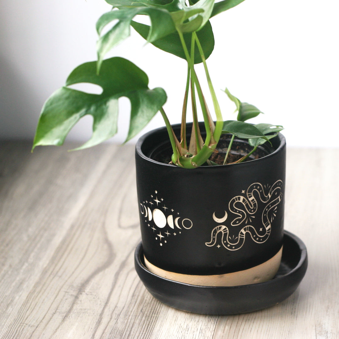 Snakes + Moon Phase black plant pot with tetrasperma rhaphidophora