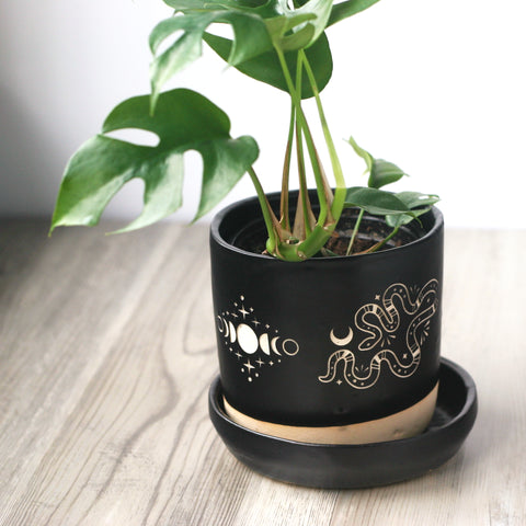 Snakes + Moon Phase black plant pot with tetrasperma rhaphidophora