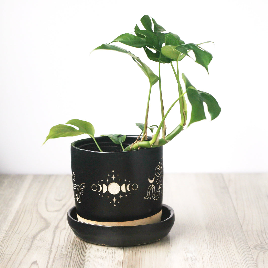 Snakes + Moon Phase black plant pot with tetrasperma rhaphidophora