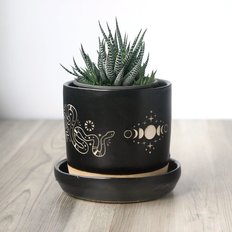 Snakes + Moon Phase black planter with zebra haworthia succulent