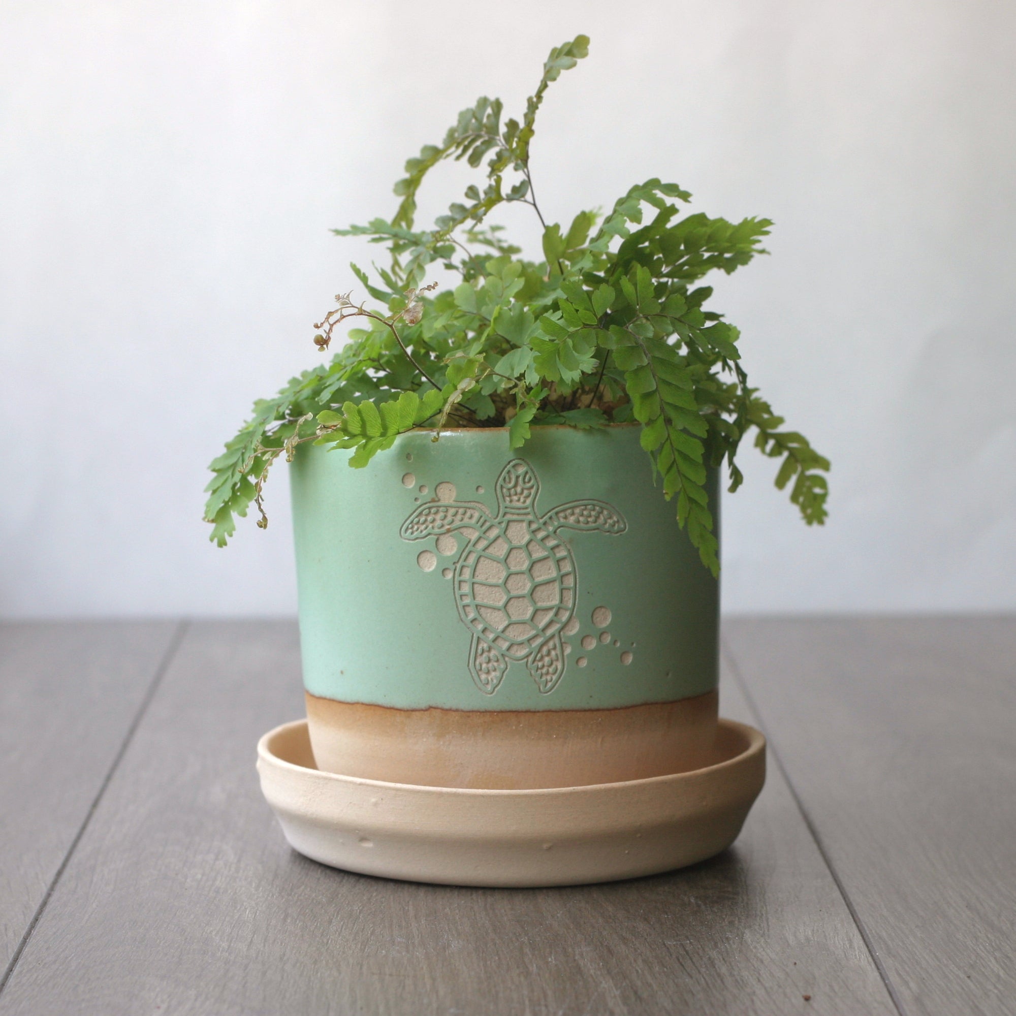 4" pistachio green turtle planter with a fern in it