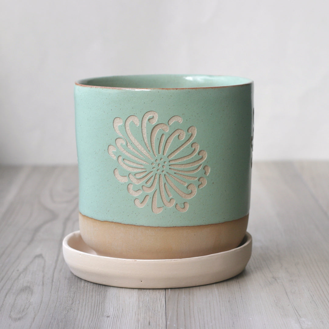 chrysanthemum flower plant pot in pistachio green