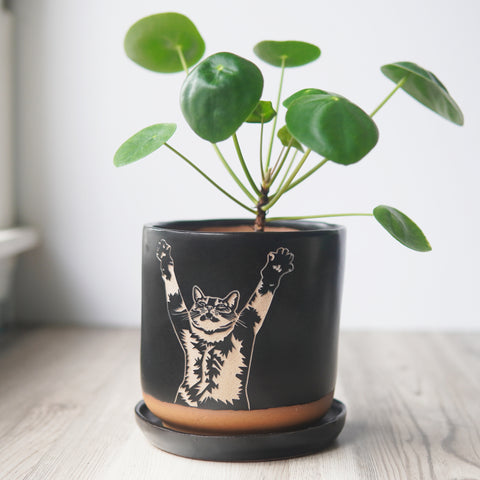 Stretch Cat 5" Planter with Saucer - Farmhouse Style